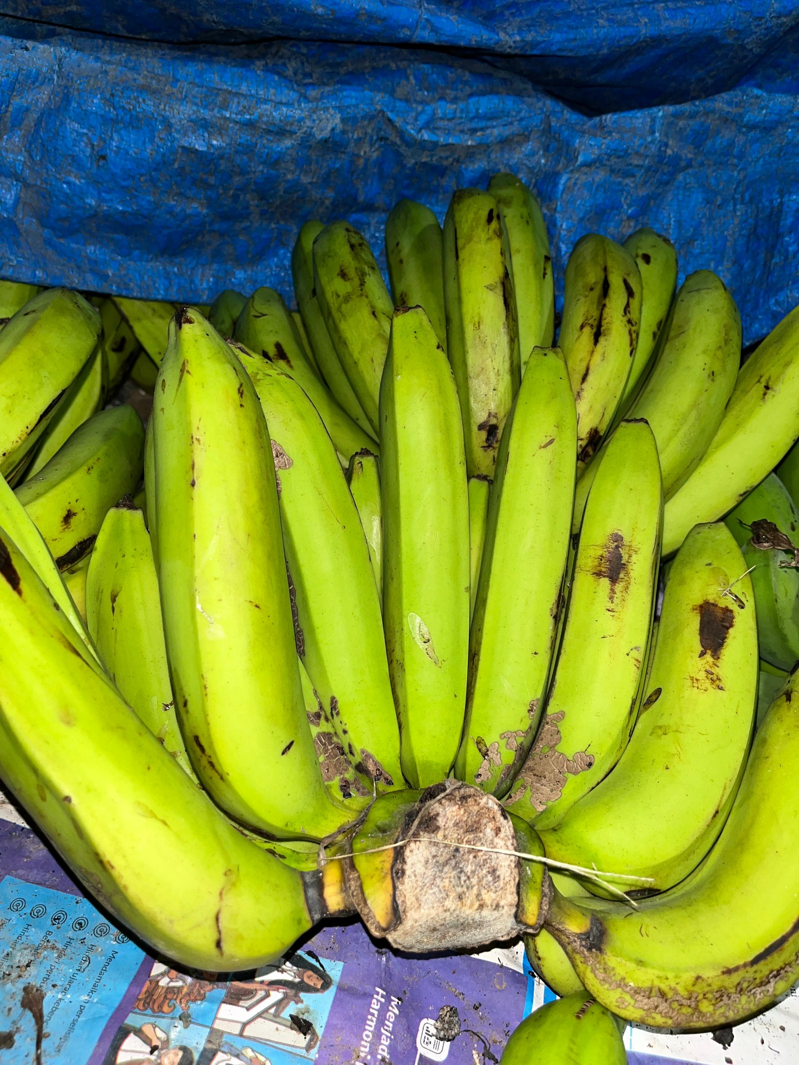 Pisang Hijau Ambon
