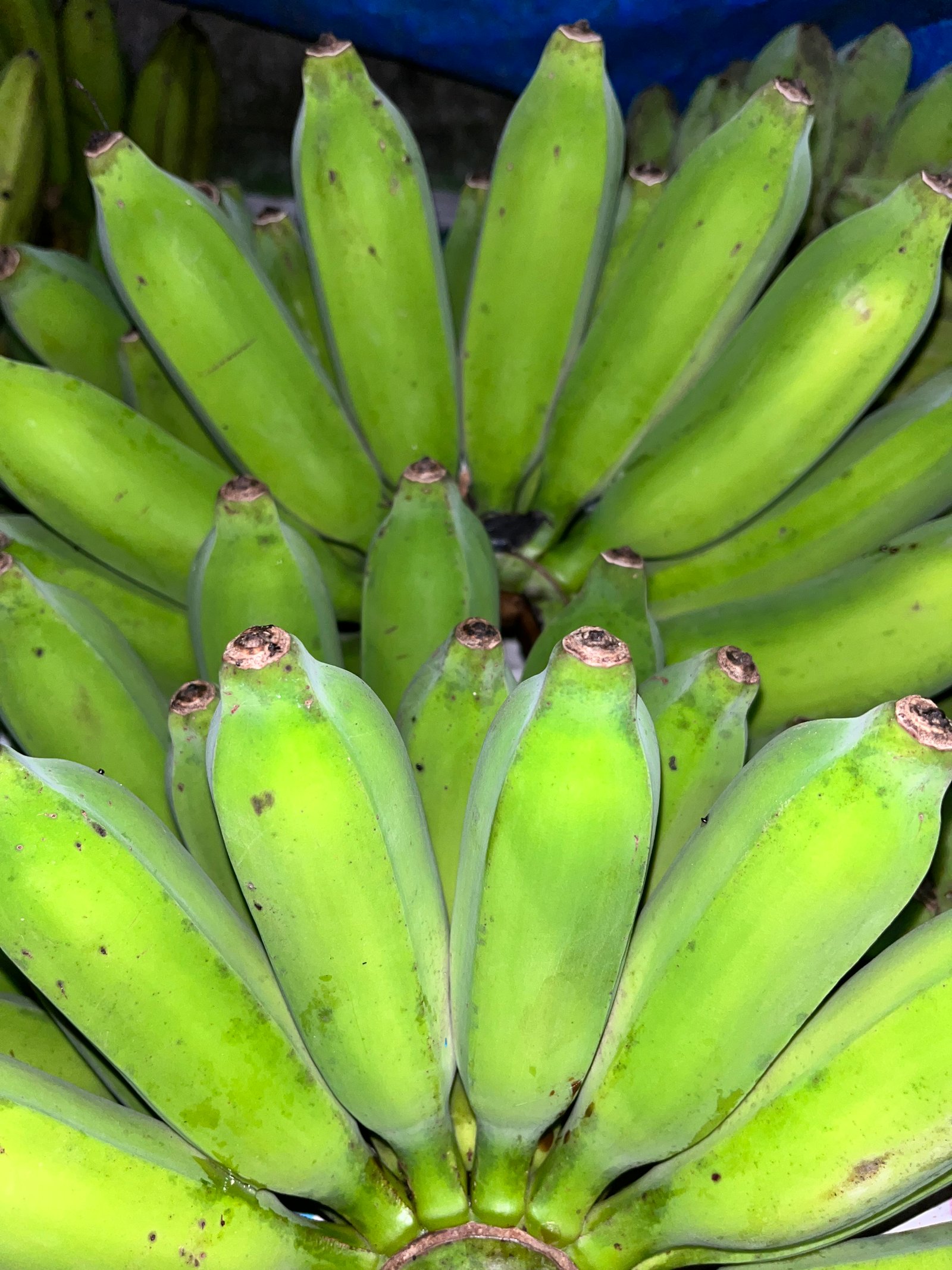 Pisang Raja