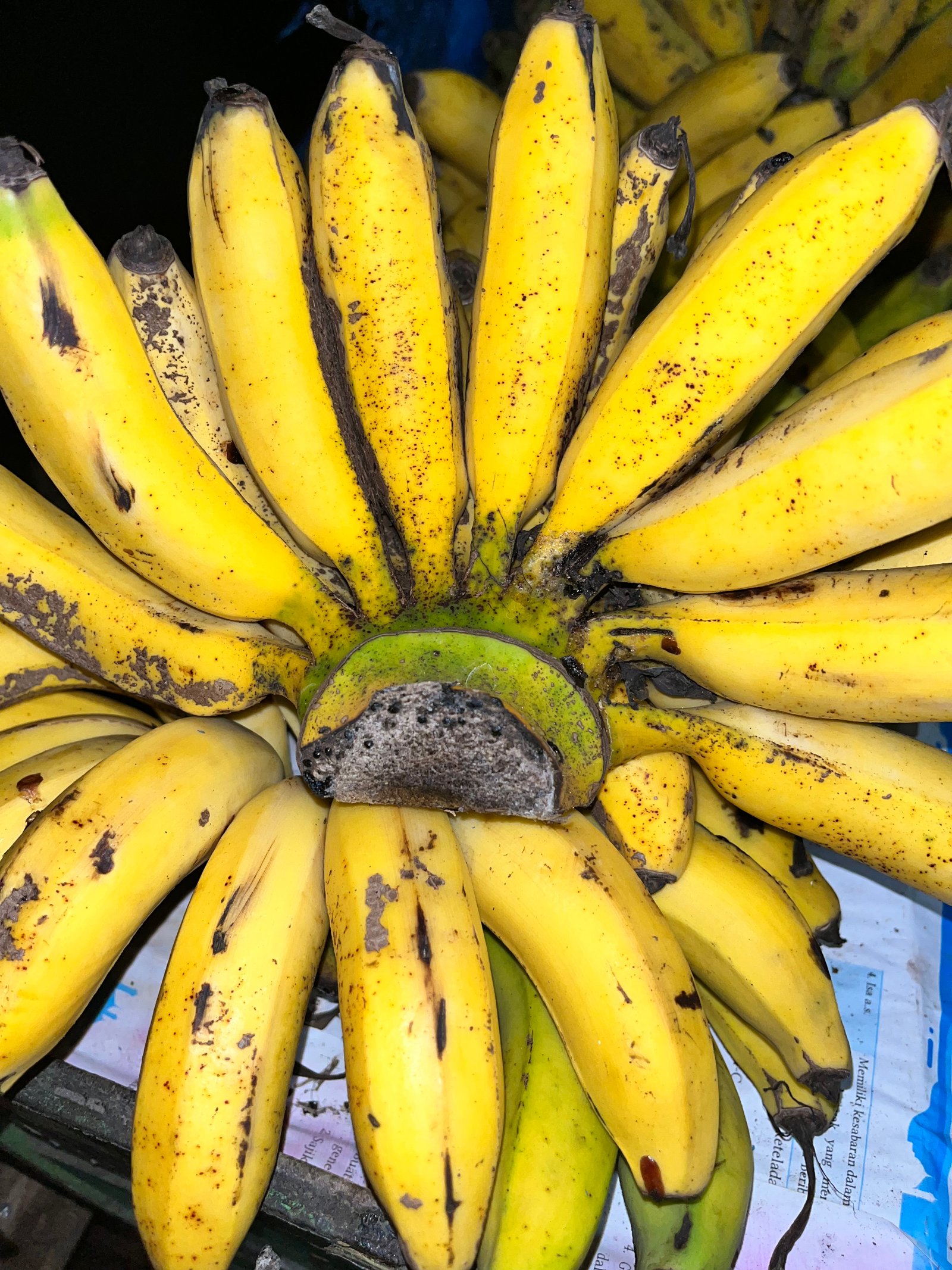 Pisang Susu