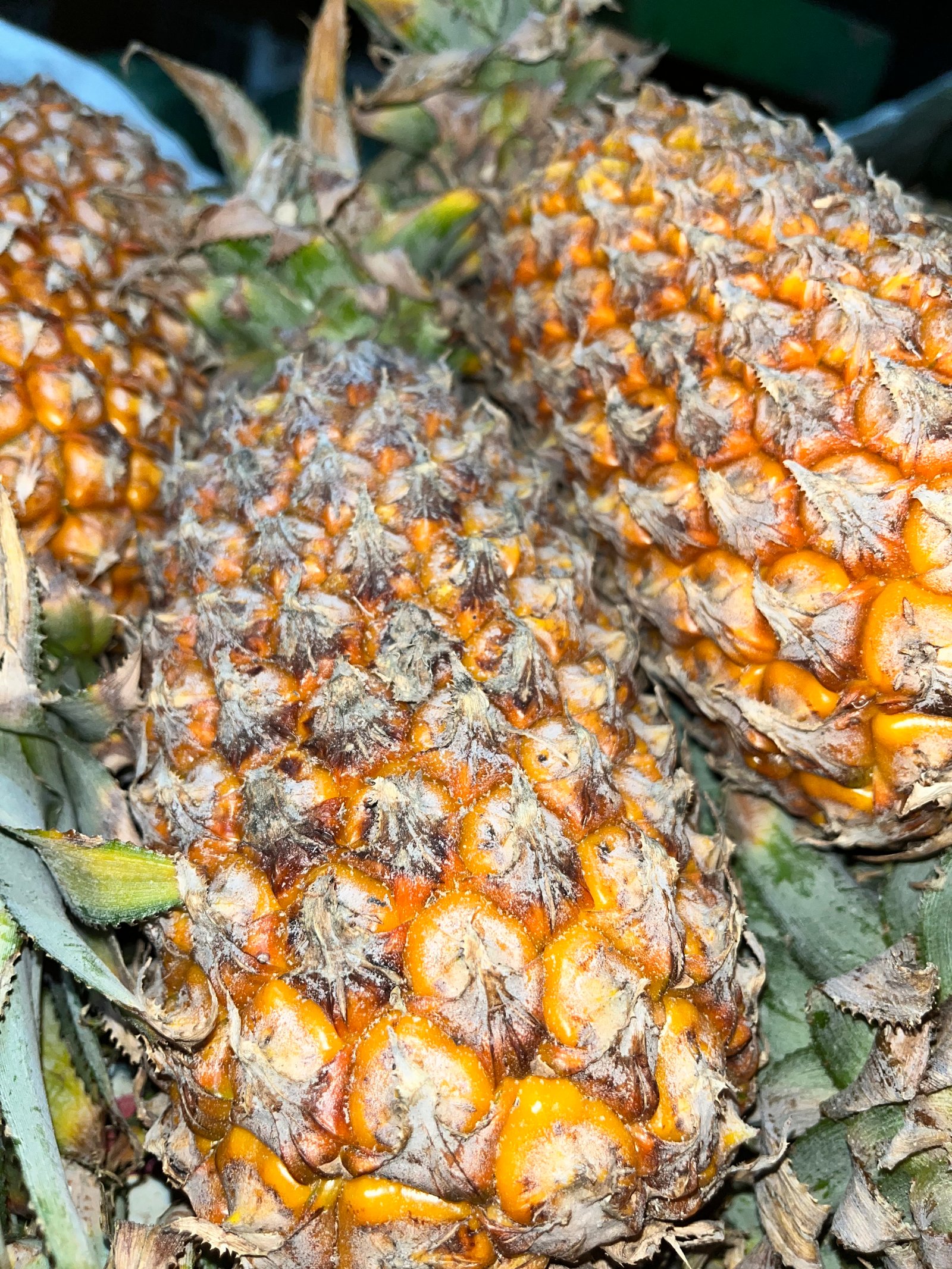 Nanas Madu