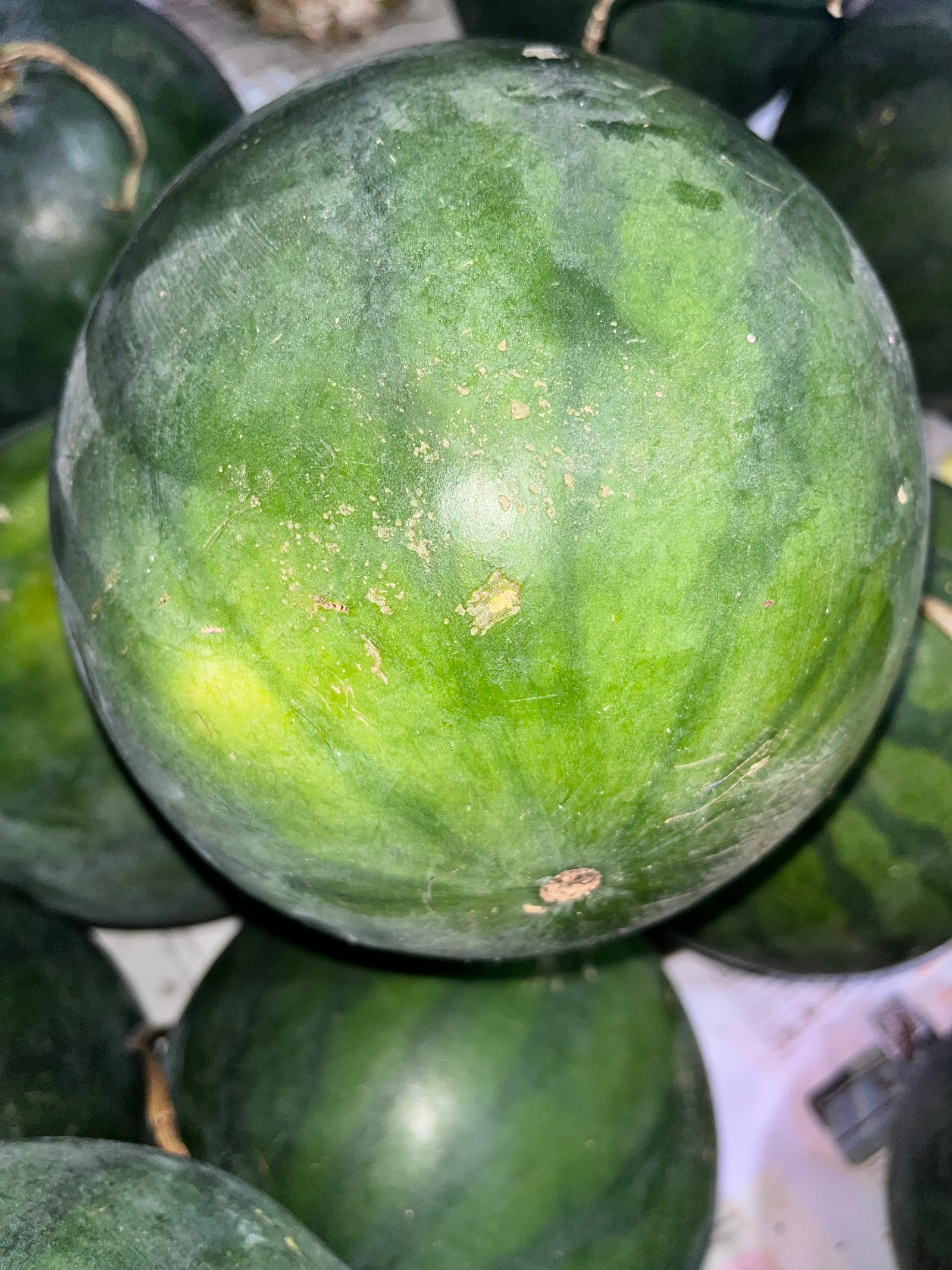 Semangka